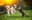 Pet Care